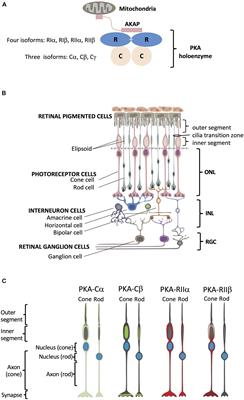 Protein Kinase A in Human Retina: Differential Localization of Cβ, Cα, RIIα, and RIIβ in Photoreceptors Highlights Non-redundancy of Protein Kinase A Subunits